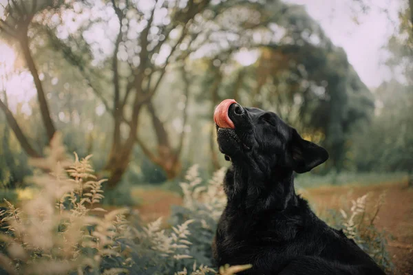 Black labrador dog licking his nose outdoors — 스톡 사진