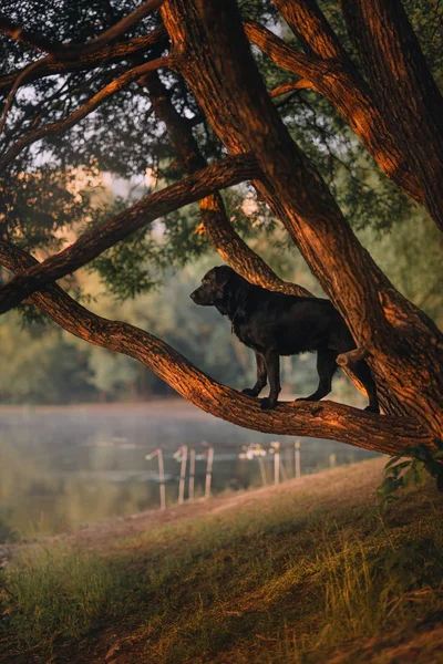 Nero cane labrador in piedi su un albero all'aperto — Foto Stock