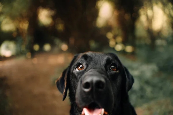 Černý labrador pes portrét venku, zaměření na oči — Stock fotografie