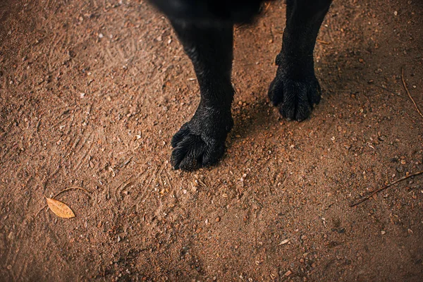 Close up de patas de cachorro preto em pé na areia, vista superior — Fotografia de Stock