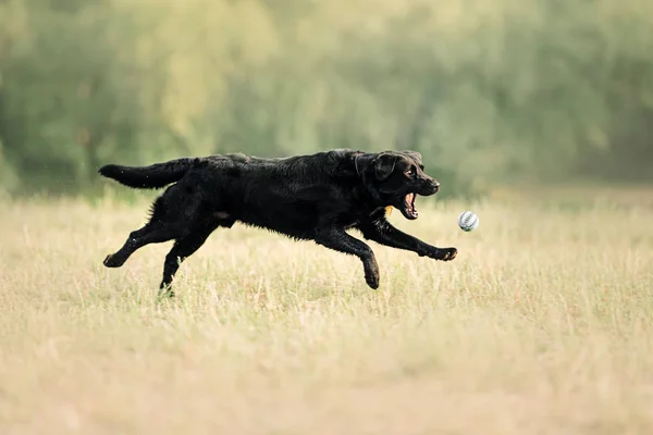 Siyah labrador köpeği dışarıda top yakalamak için koşuyor. — Stok fotoğraf