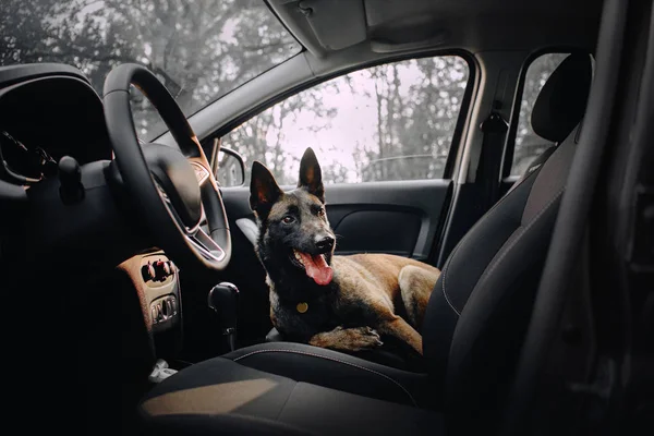 Счастливый щенок, лежащий на пассажирском сиденье внутри автомобиля — стоковое фото