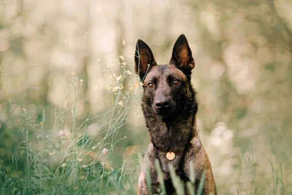 Jong malinois honden portret buiten in de zomer — Stockfoto