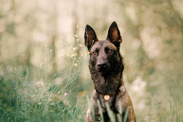 Młody malinois pies portret na zewnątrz w lecie — Zdjęcie stockowe