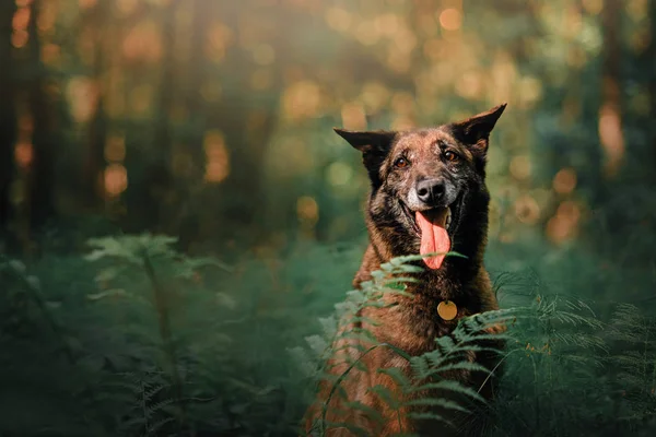 Gelukkig senior malinois hond poseren buiten in de zomer — Stockfoto
