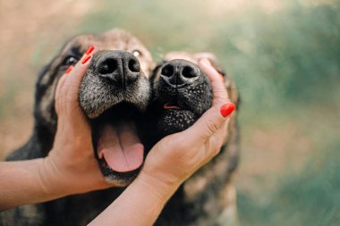 İki köpek burun kapanıyor, insan eliyle tutuluyor.