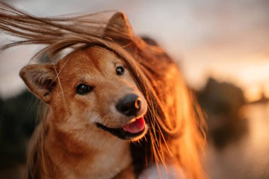 Komik kırmızı shiba inu köpek portresi açık havada gün batımında