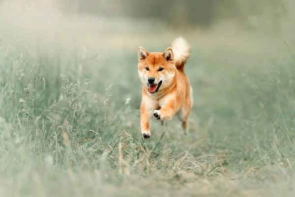 Vermelho shiba inu cão correndo ao ar livre no verão — Fotografia de Stock