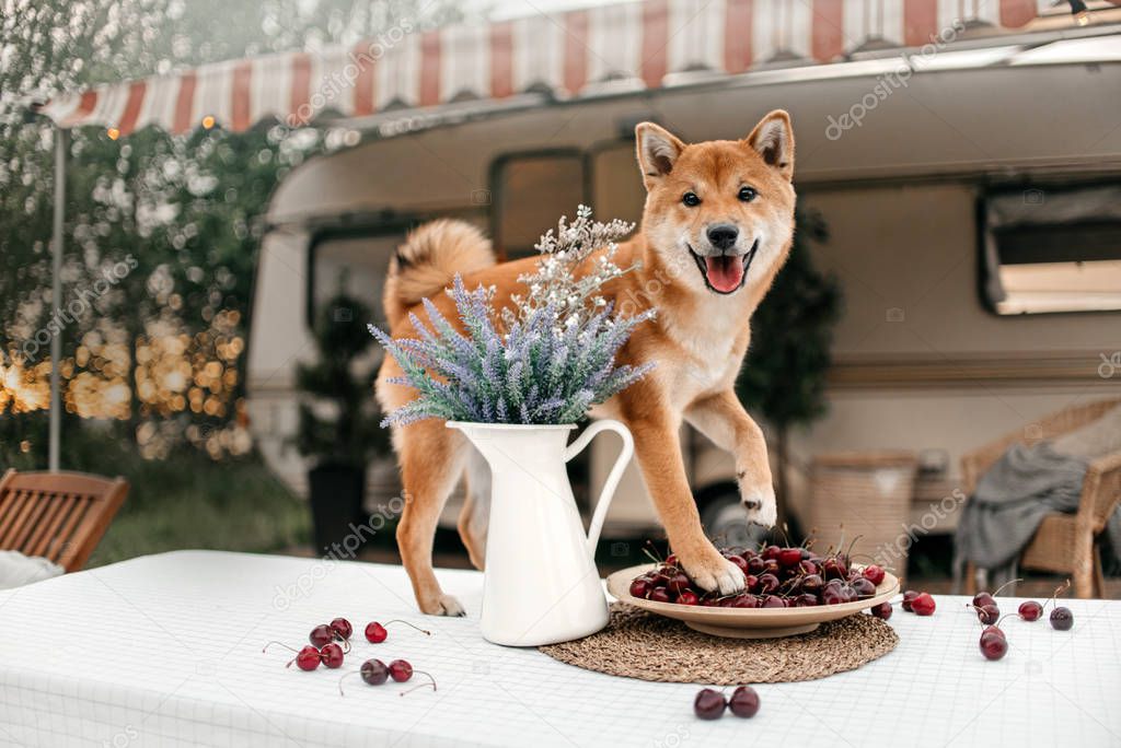 happy shiba inu dog standing on a table with cherries in front of a trailer