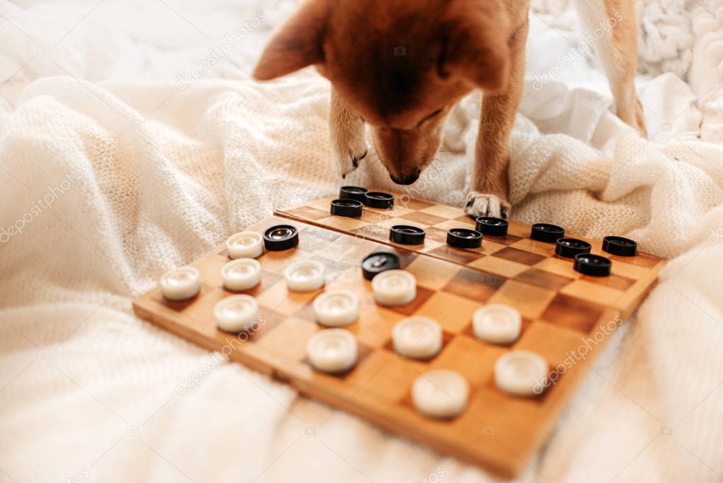 red shiba inu dog playing checkers indoors