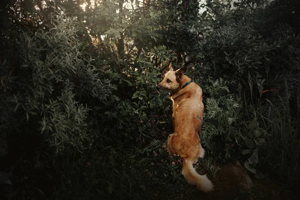 Nagy vegyes fajta kutya ül a bokrok nyáron — Stock Fotó