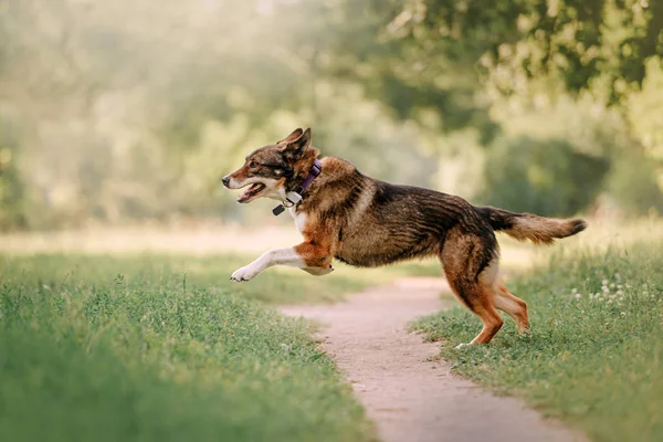 Glad blandras hund kör utomhus i en krage med gps tracker — Stockfoto