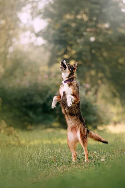 Heureux chien de race mixte dans un collier avec GPS tracker sauter à l'extérieur — Photo