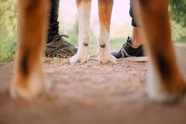 View of dog paws and man and woman legs in sport shoes — Stock Photo, Image