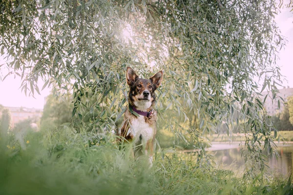 Chien de race mixte assis à l'extérieur sous un arbre — Photo