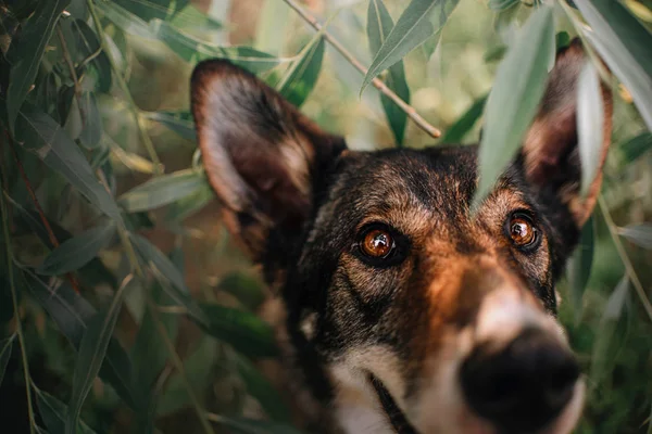 Счастливый портрет собаки смешанной породы рядом под листьями деревьев — стоковое фото