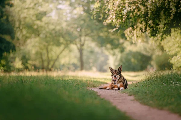 Perro de raza mixta en un collar con rastreador GPS acostado en el parque — Foto de Stock