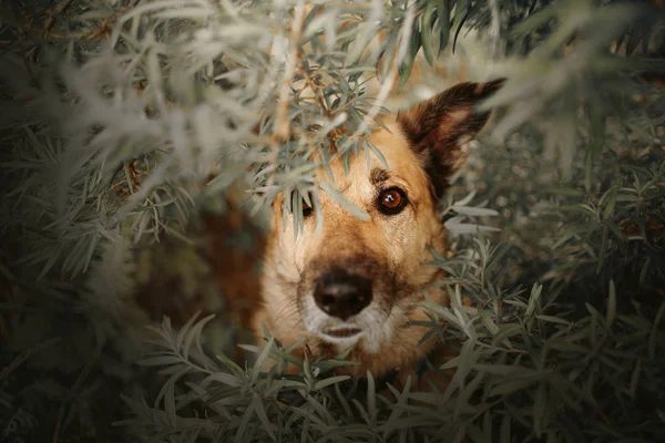 Mixed breed dog hiding in the bushes outdoors in summer — 스톡 사진