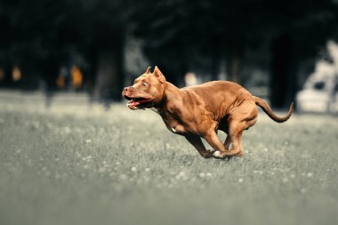 Amerikan pitbull terrier köpeği dışarıda koşuyor.