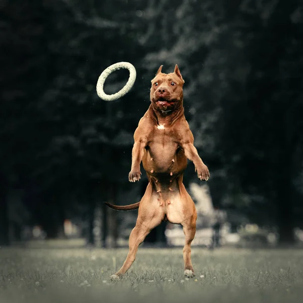 Amerikanischer Pitbull Terrier Hund springt auf, um ein Spielzeug zu fangen — Stockfoto