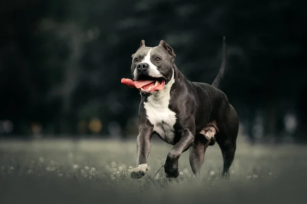 Szary amerykański pit bull terrier pies działa w parku — Zdjęcie stockowe