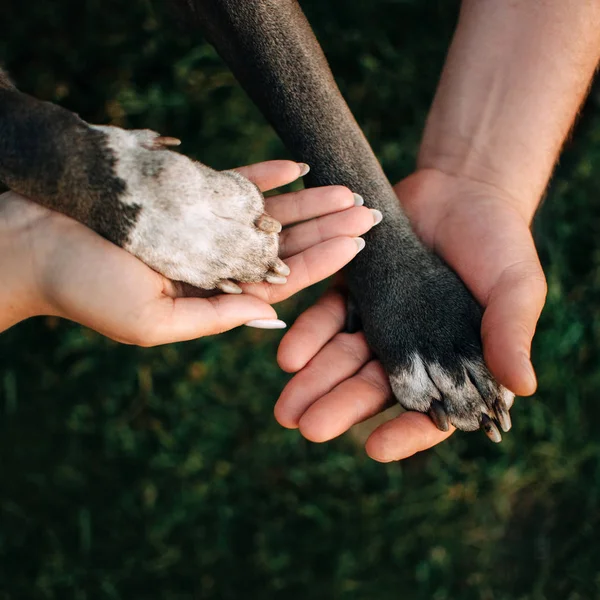 Pohled shora na psí tlapky v majitelích rukou venku — Stock fotografie