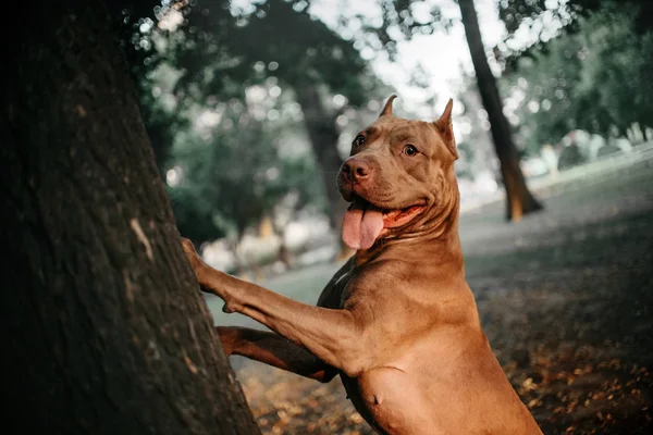 Pit bull terrier dog standing outdoors with paws on a tree — 스톡 사진