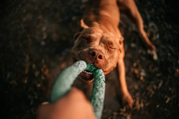 Amerikanska pit bull terrier hund dra på en leksak, ovanifrån — Stockfoto