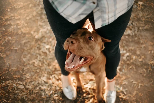 Feliz americano pit bull terrier perro entre las piernas del propietario, vista superior —  Fotos de Stock