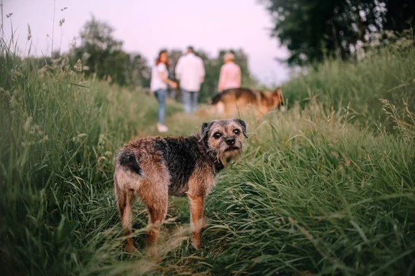 Gräns terrier hund promenader på ett fält utomhus på sommaren — Stockfoto