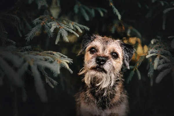 Portrait de chien terrier bordé par le pin à l'extérieur — Photo