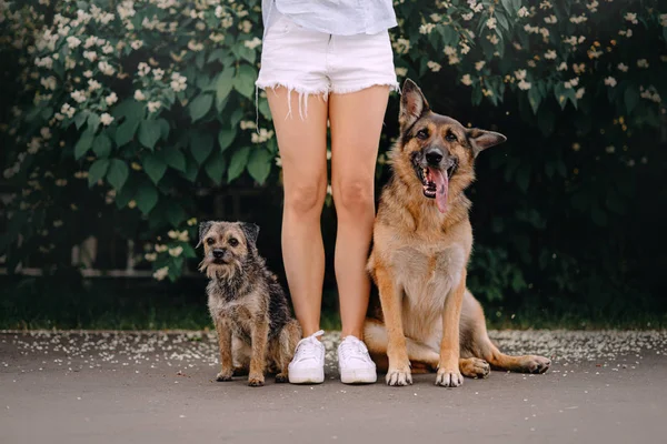 Två glada hundar som sitter nära ägarens ben utomhus — Stockfoto