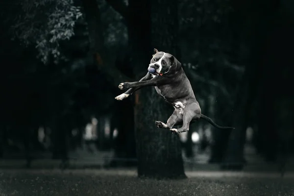 Americano pit bull terrier cão pulando para cima para pegar uma bola — Fotografia de Stock