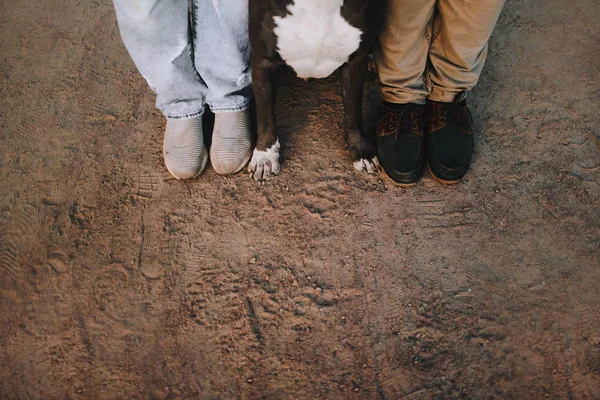 Top view of dog paws and owners legs — Stock Photo, Image