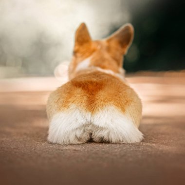 Galce corgi pembroke köpek uzandı, dikiz aynasından