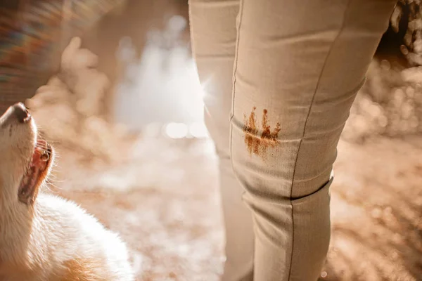 Propriétaire de chien jambes avec une tache de patte sur le pantalon à l'extérieur — Photo