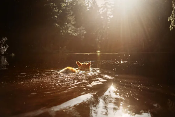 Galês corgi pembroke cão nadando no rio — Fotografia de Stock