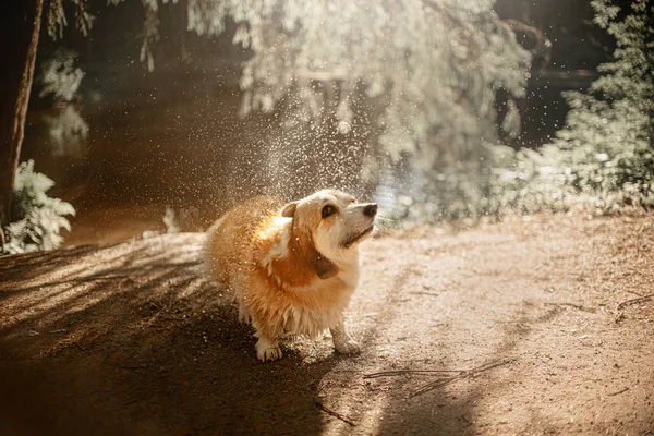 Rolig corgi hund skaka av vatten utomhus efter simning — Stockfoto