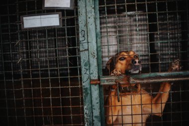 üzgün melez köpek hayvan barınağında bir kafeste poz veriyor.