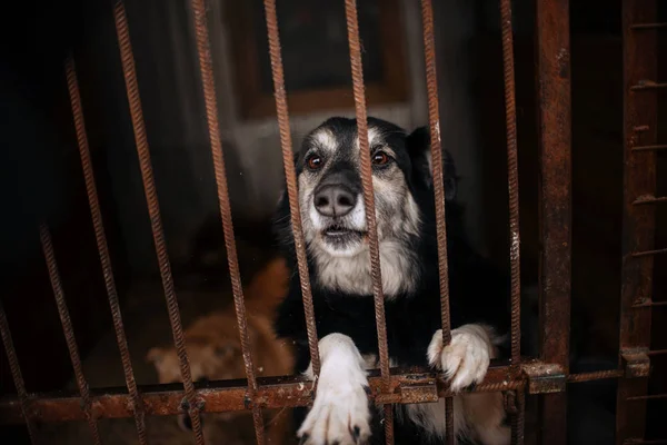 Hermoso perro refugio en una jaula detrás de las rejas —  Fotos de Stock