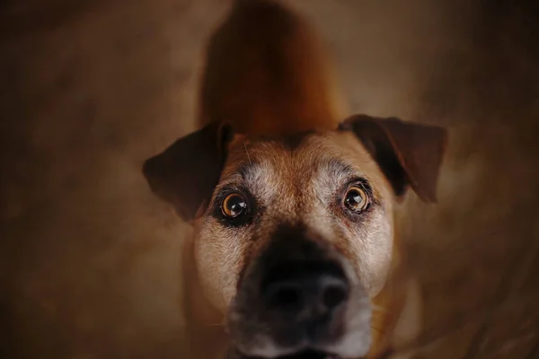 Cão abrigo olhando para cima com esperança, close up retrato — Fotografia de Stock
