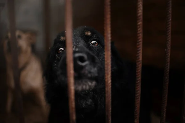 Triste refugio negro perro retrato detrás de las rejas — Foto de Stock