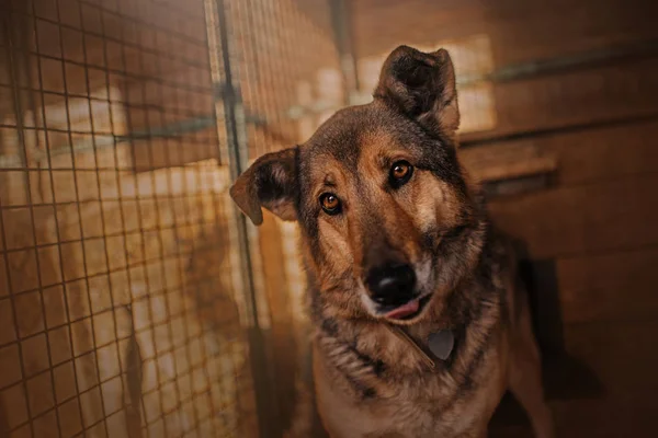 Mixed breed dog sitting in animal shelter cage — Stock Photo, Image