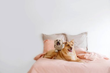 two mixed breed dogs resting on a bed indoors