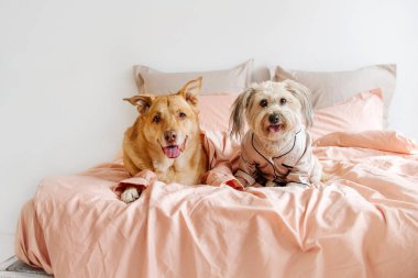 two mixed breed dogs in pyjamas resting on owner bed indoors clipart