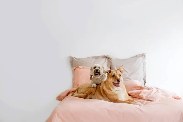 Two mixed breed dogs resting on a bed indoors — Φωτογραφία Αρχείου