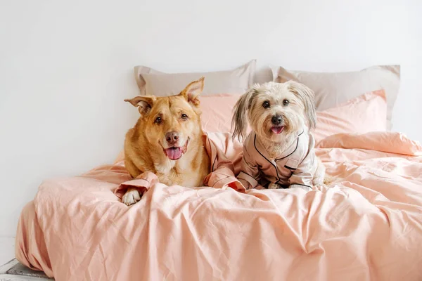 Két vegyes tenyészkutya pizsamában pihen a tulajdonos ágyában — Stock Fotó