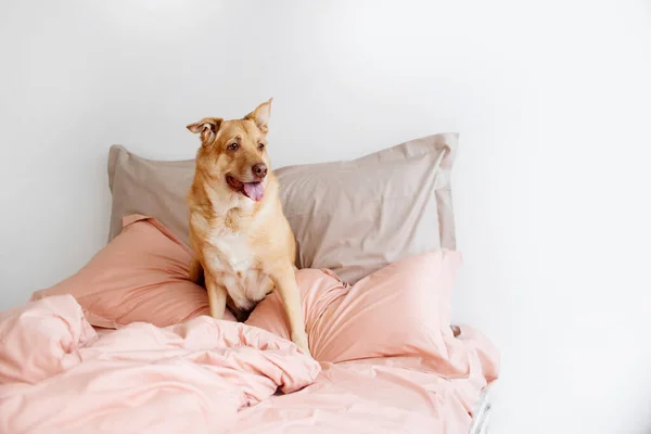 Velké smíšené plemeno pes sedí na posteli uvnitř — Stock fotografie