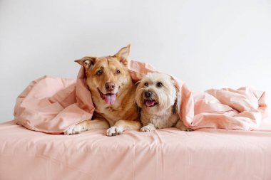 two happy mixed breed dogs lying on a bed under the cover