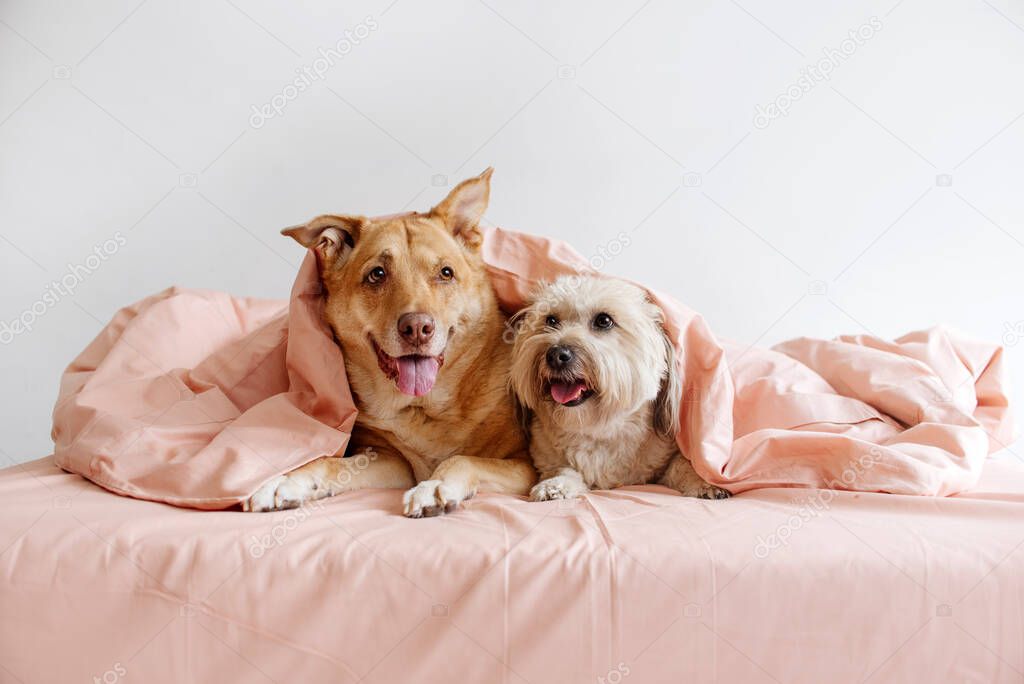 two happy mixed breed dogs lying on a bed under the cover